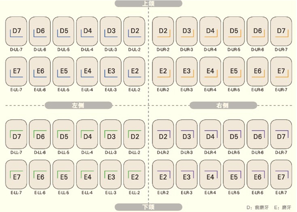 韩国新兴预成冠补充装2.jpg