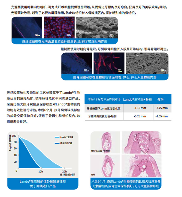 兰度 骨膜1_r3_c1.jpg 兰度 骨膜1_r3_c1.jpg