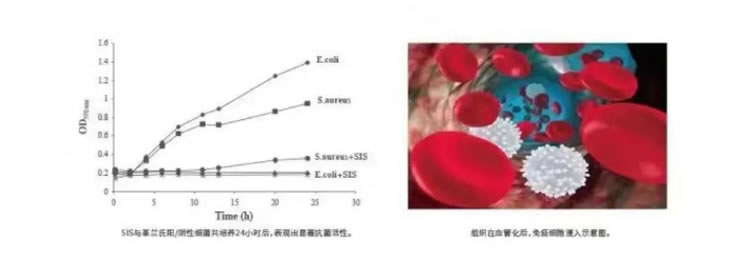 瑞拜欧 骨膜1_r6_c1.jpg 瑞拜欧 骨膜1_r6_c1.jpg