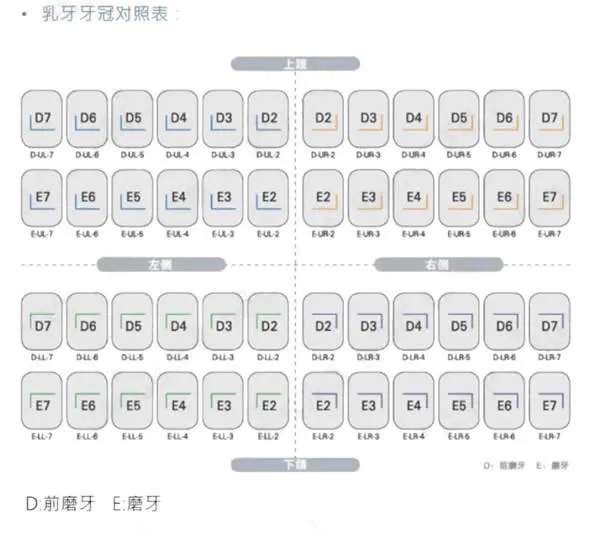 牙位图.webp 牙位图.webp