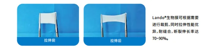兰度 骨膜1_r8_c1.webp 兰度 骨膜1_r8_c1.webp