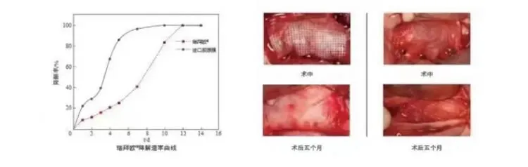 瑞拜欧 骨膜1_r4_c1.webp 瑞拜欧 骨膜1_r4_c1.webp