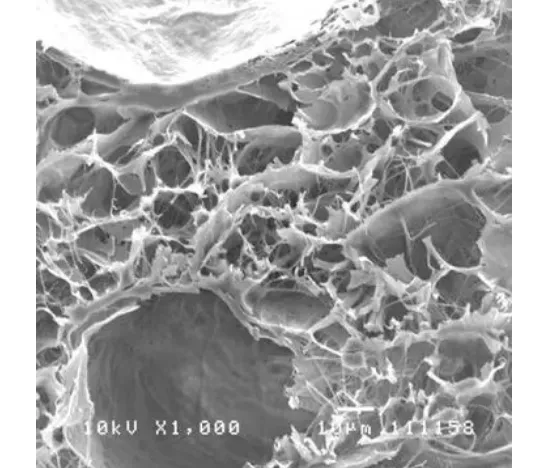 image.webp image.webp